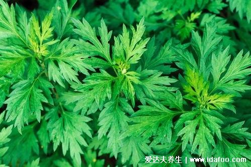 艾蒿和艾草的區(qū)別，外形和口感不一樣但功效一樣