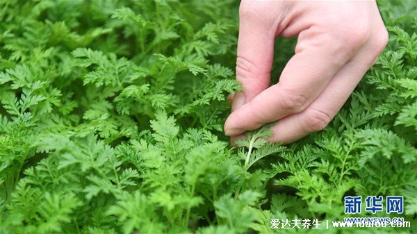 最真實的青蒿圖片，青蒿和艾草的區(qū)別（艾草更香）