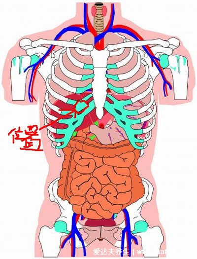 最直觀的肝區(qū)疼痛位置圖圖片，女性肝區(qū)疼痛警惕肝膽疾病
