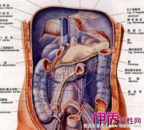 女性下腹疼痛部位圖解，右下腹疼痛是闌尾炎