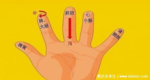 5個手指頭代表哪五臟，分別代表心/肝/脾/肺/腎 （附詳細(xì)圖解）