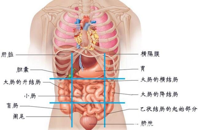 腹部疼痛9位置圖，9個不同部位代表不同疾病(腹部九分法)