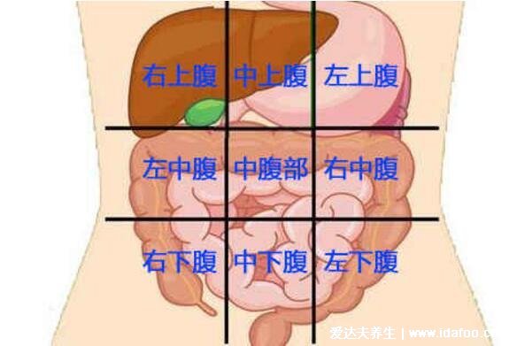 女人腹部疼痛對(duì)應(yīng)位置圖，上腹部消化系統(tǒng)疾病/下腹部婦科病