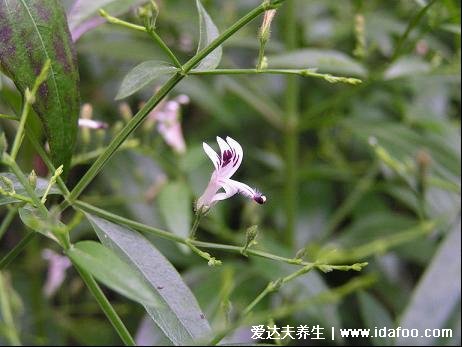 最全穿心蓮圖片，葉子圓潤狹長有白色花朵