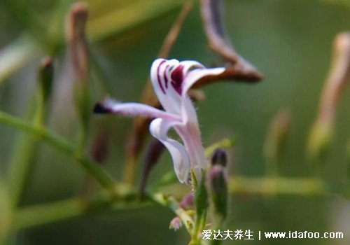 最全穿心蓮圖片，葉子圓潤狹長有白色花朵