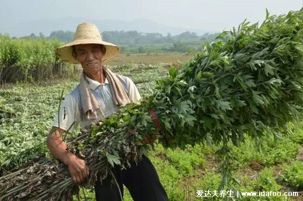 不同形態(tài)艾草長(zhǎng)什么樣子圖片，艾蒿和艾草有什么區(qū)別