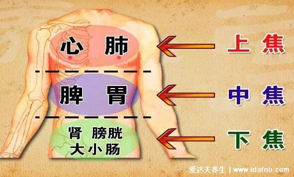 人體器官結(jié)構(gòu)圖五臟六腑腎的位置，身體各個(gè)器官疼痛位置圖解