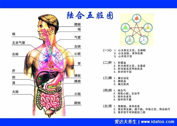 五行五臟六腑相生相克順口溜，心臟好可能促進腎好