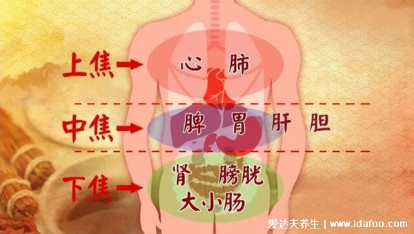 人體內(nèi)五臟六腑位置圖和功能，心臟是人體的發(fā)動機