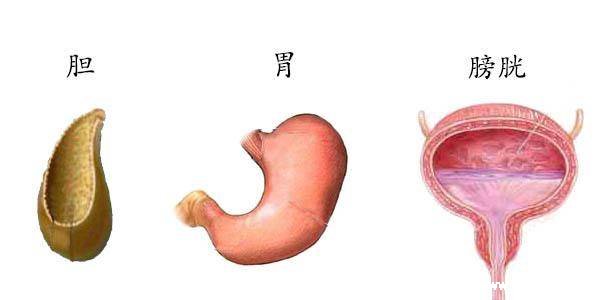 人體內(nèi)五臟六腑位置圖和功能，心臟是人體的發(fā)動機