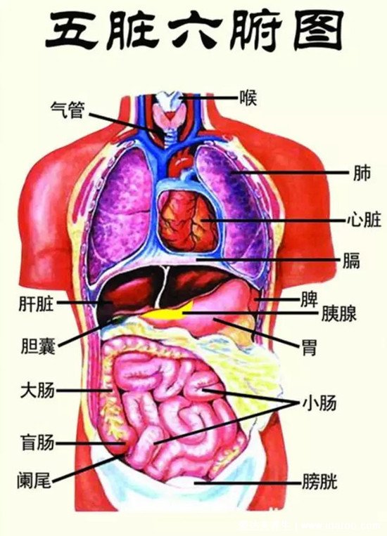 人體內(nèi)五臟六腑位置圖和功能，心臟是人體的發(fā)動機