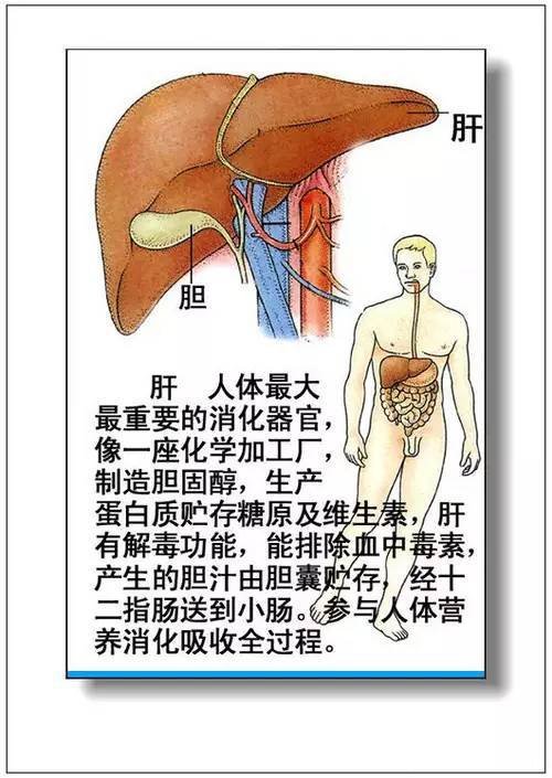 人體內(nèi)五臟六腑位置圖和功能，心臟是人體的發(fā)動機