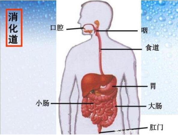 人體內(nèi)五臟六腑位置圖和功能，心臟是人體的發(fā)動機