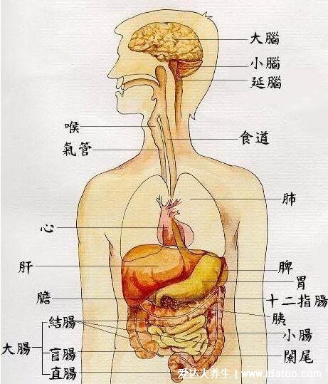 人體內(nèi)五臟六腑位置圖和功能，心臟是人體的發(fā)動機