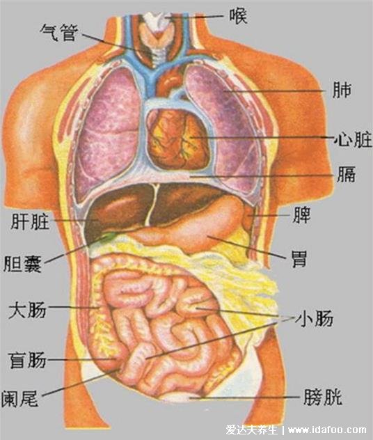 五臟六腑排毒時間正確作息時間表，好作息才有好身體