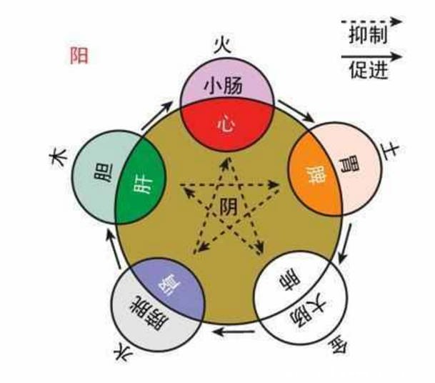 五臟的子母關系圖，中醫(yī)常說子病及母