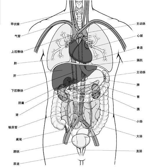 五臟的子母關系圖，中醫(yī)常說子病及母