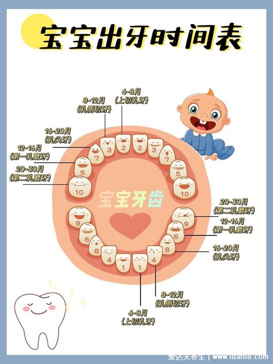 寶寶長牙順序圖片真圖，先長門牙再往旁邊長