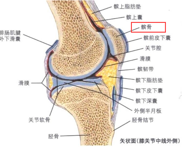 髕骨是哪個部位圖片，人膝蓋各個部位疼痛圖解(膝蓋正中心)