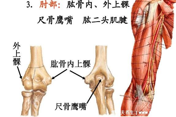 肱骨在哪個位置圖片，人體連接肩部和上臂的粗壯骨頭(示意圖)