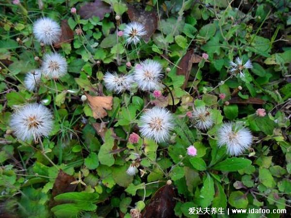 草藥植物野菜一點(diǎn)紅圖片，和蒲公英很像(顏色明顯不同)