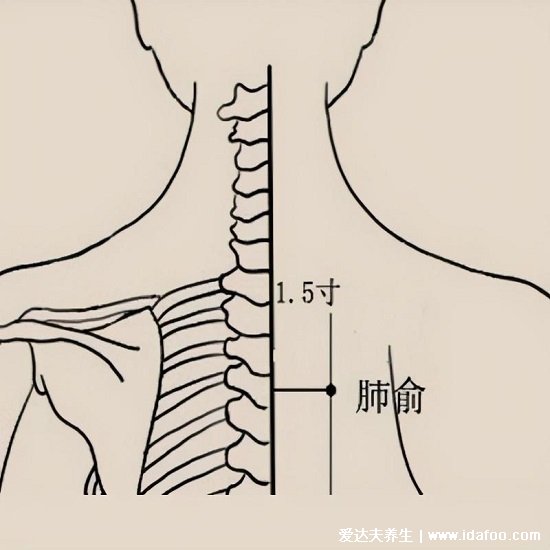 定位肺俞的準(zhǔn)確位置圖片圖解，在肩胛和第三胸椎的2個(gè)手指處