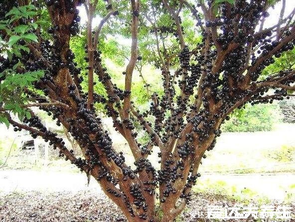 樹葡萄的功效與作用，可以美容養(yǎng)顏/增強體質(zhì)(血糖高要慎吃)