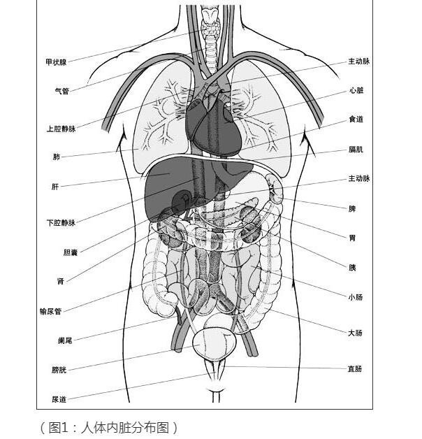 人體內(nèi)臟器官分布圖結(jié)構(gòu)圖，五臟六腑的位置分布圖及功能介紹