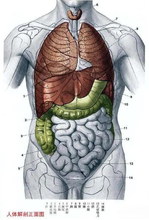 人體內(nèi)臟器官分布圖結(jié)構(gòu)圖，五臟六腑的位置分布圖及功能介紹