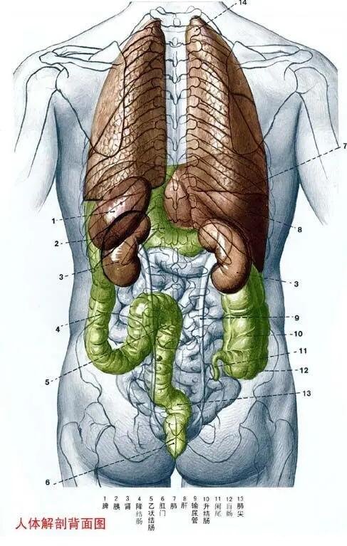 人體內(nèi)臟器官分布圖結(jié)構(gòu)圖，五臟六腑的位置分布圖及功能介紹