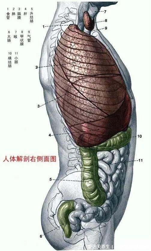 人體內(nèi)臟器官分布圖結(jié)構(gòu)圖，五臟六腑的位置分布圖及功能介紹