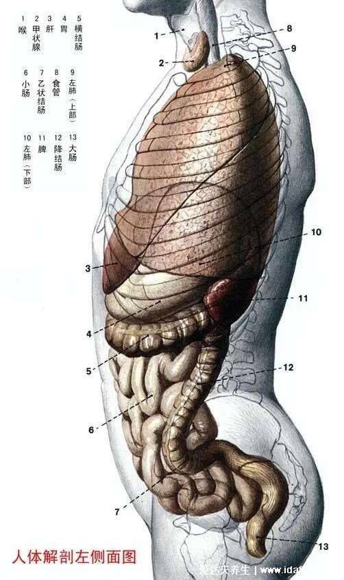 人體內(nèi)臟器官分布圖結(jié)構(gòu)圖，五臟六腑的位置分布圖及功能介紹