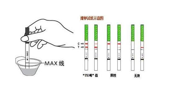 排卵試紙?jiān)趺纯磮D解，觀察這個區(qū)域的線條顏色(顏色都深在排卵)