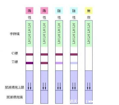 排卵試紙?jiān)趺纯磮D解，觀察這個區(qū)域的線條顏色(顏色都深在排卵)