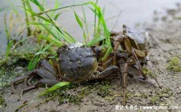 海邊十種最常見的螃蟹，國內(nèi)常見的蟹類大全圖片