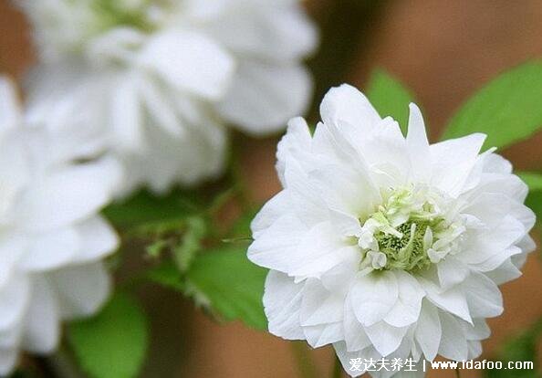 十種招鬼的花圖片合集，家里養(yǎng)這些花風(fēng)水不吉利(封建迷信)