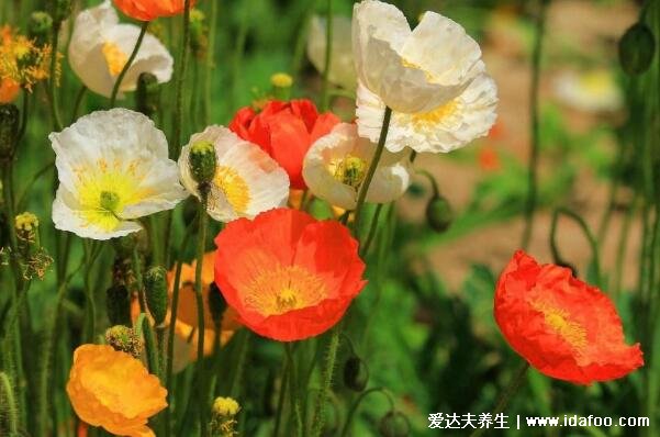 十種招鬼的花圖片合集，家里養(yǎng)這些花風(fēng)水不吉利(封建迷信)