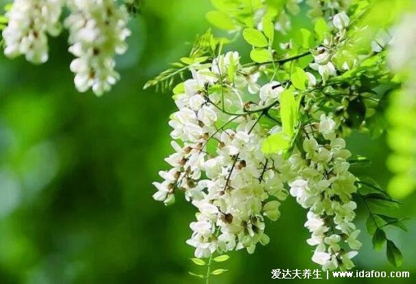 十種招鬼的花圖片合集，家里養(yǎng)這些花風(fēng)水不吉利(封建迷信)