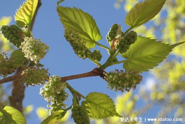 十種招鬼的花圖片合集，家里養(yǎng)這些花風(fēng)水不吉利(封建迷信)