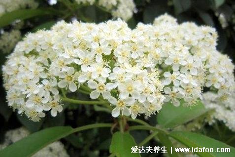 石楠花為什么叫最污花，氣味類(lèi)似精液(是生命的味道)