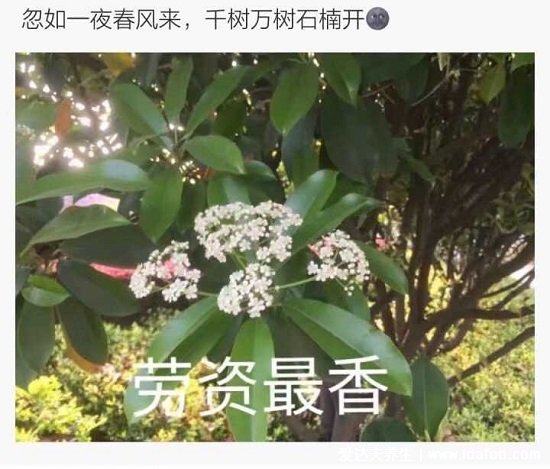 石楠花為什么叫最污花，氣味類(lèi)似精液(是生命的味道)