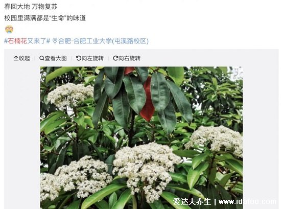 石楠花為什么叫最污花，氣味類(lèi)似精液(是生命的味道)