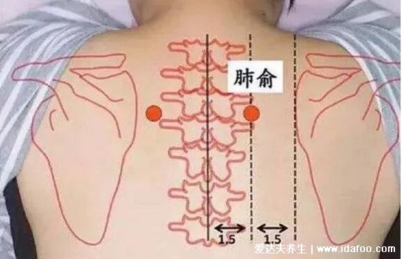 肺俞的準(zhǔn)確位置圖片，肩胛骨中間第三胸椎下長按止咳化痰