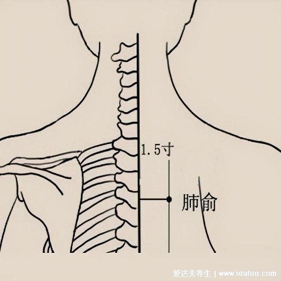 肺俞的準(zhǔn)確位置圖片，肩胛骨中間第三胸椎下長按止咳化痰