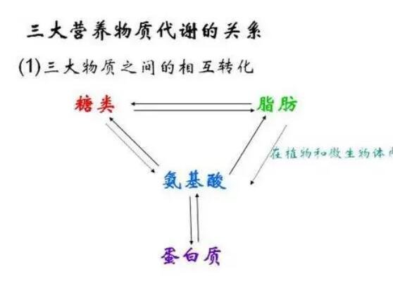 人體三大營養(yǎng)素是哪三種，糖類/脂肪/蛋白質(zhì)(附蛋白質(zhì)含量最高食物)