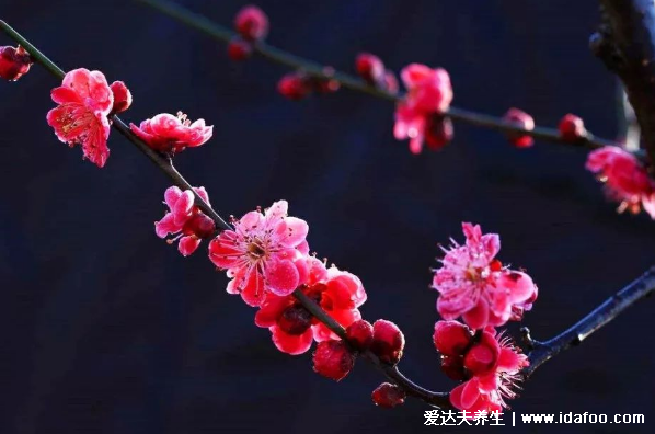 風(fēng)水上十大不吉利花排行，家里千萬不能養(yǎng)茶花