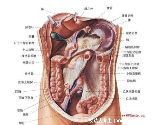 人的哪個(gè)器官最怕冷，這些器官的保暖要注意(血管/心臟等器官)