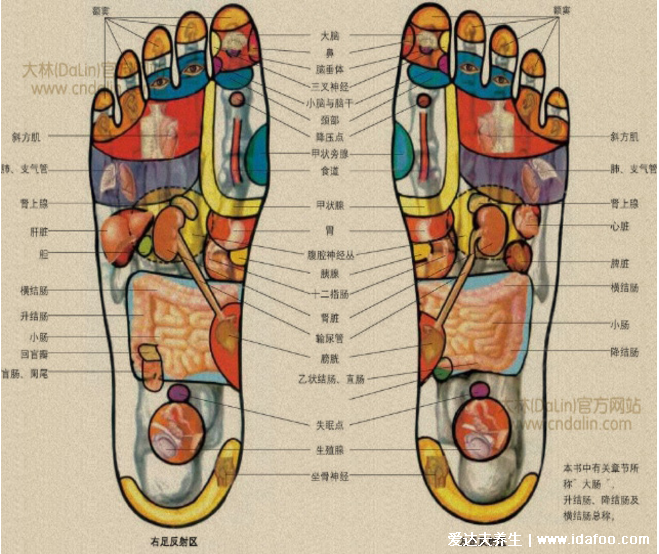 足底反射區(qū)圖片，腳底對(duì)應(yīng)的器官圖穴位圖(附腳底疼痛部位圖解)