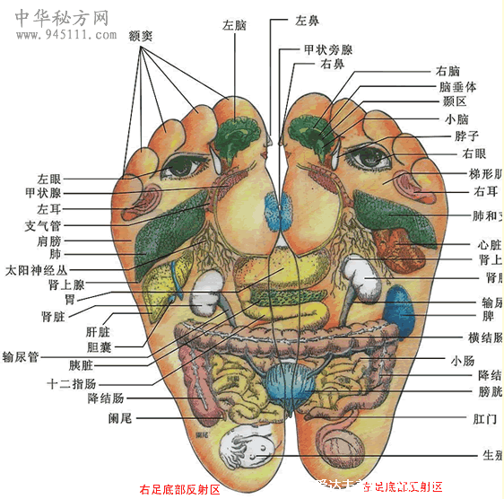 足底反射區(qū)圖片，腳底對(duì)應(yīng)的器官圖穴位圖(附腳底疼痛部位圖解)