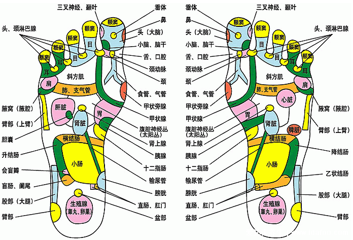 足底反射區(qū)圖片，腳底對(duì)應(yīng)的器官圖穴位圖(附腳底疼痛部位圖解)